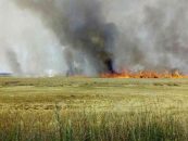 Feldbrand: 50 Personen mussten evakuiert werden