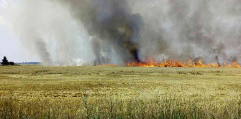 Feldbrand: 50 Personen mussten evakuiert werden