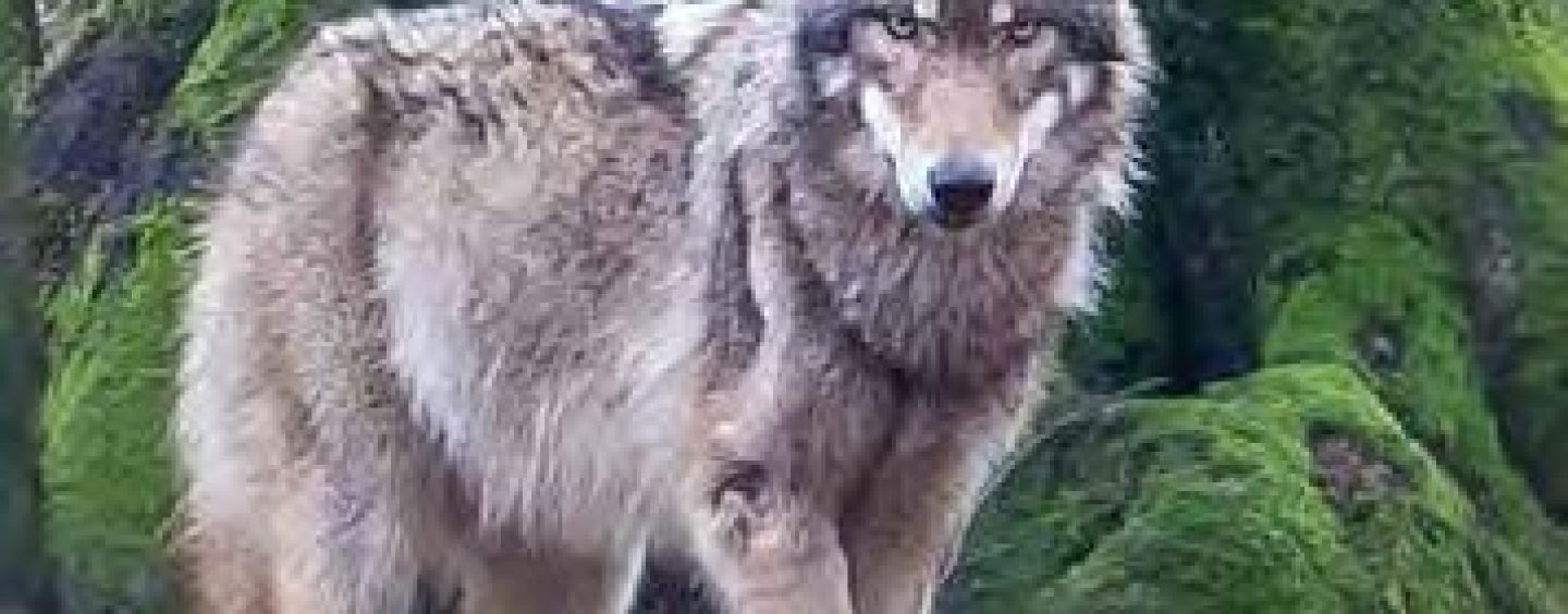 EU-Kommission will Wolf-Schutzstatus überprüfen
