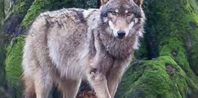 EU-Kommission will Wolf-Schutzstatus überprüfen