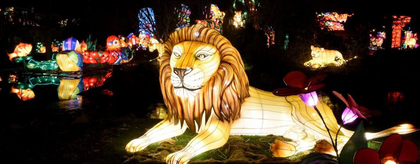 Über 70.000 Besucher – Magische Lichterwelten  im Zoo Halle gehen in die letzte Runde