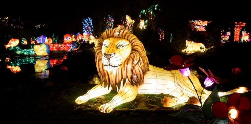 Über 70.000 Besucher – Magische Lichterwelten  im Zoo Halle gehen in die letzte Runde