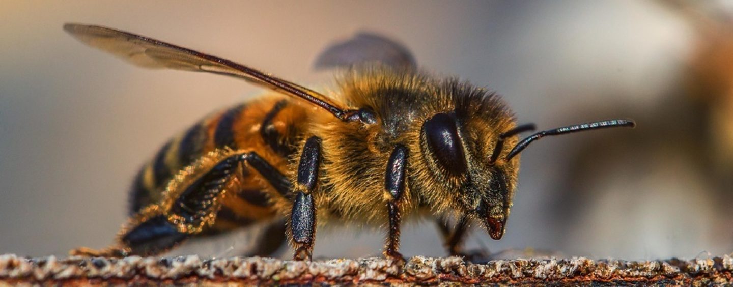 Bienenvölker ziehen im Tierpark Petersberg ein