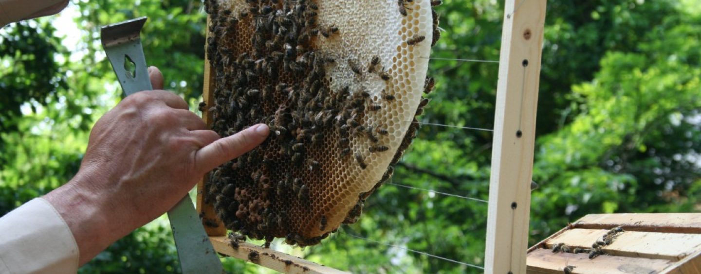 Schau-Imkern im Zoo – Ein Ausflug in die Welt der Bienen