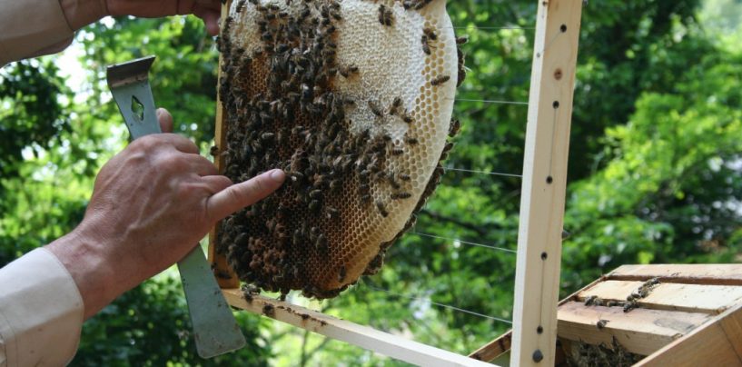 Schau-Imkern im Zoo – Ein Ausflug in die Welt der Bienen