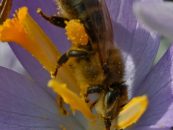 Infoveranstaltung Imkerei und öffentliches Honig-Schauschleudern