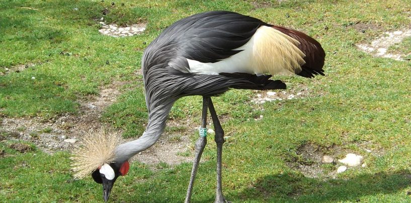 Kranich entflogen – Zoo bittet um Mithilfe der Bürger