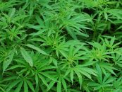 Cannabispflanzen in Gartenanlage aufgefunden