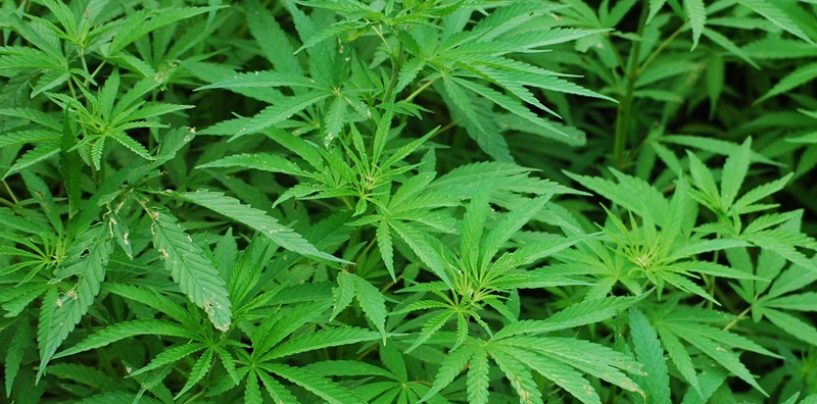 Cannabispflanzen in Gartenanlage aufgefunden