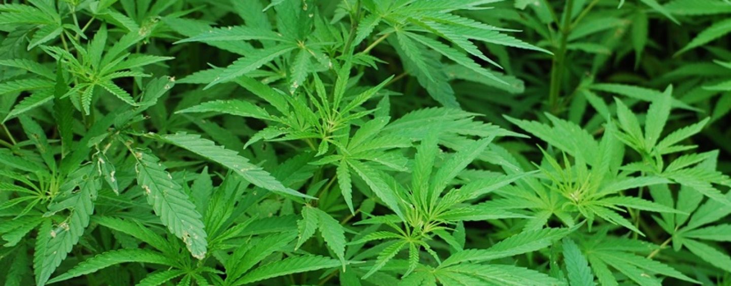 Mehr als 30 Cannabispflanzen in Gartenanlage entdeckt