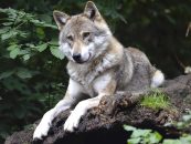 Wolf illegal bei Lübars getötet