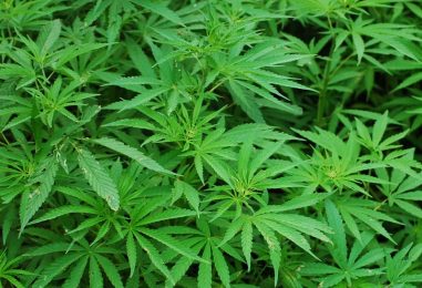 Vom verbotenen Kraut zur Balkonpflanze – Cannabis