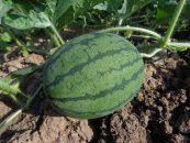 Melone aus Garten gestohlen