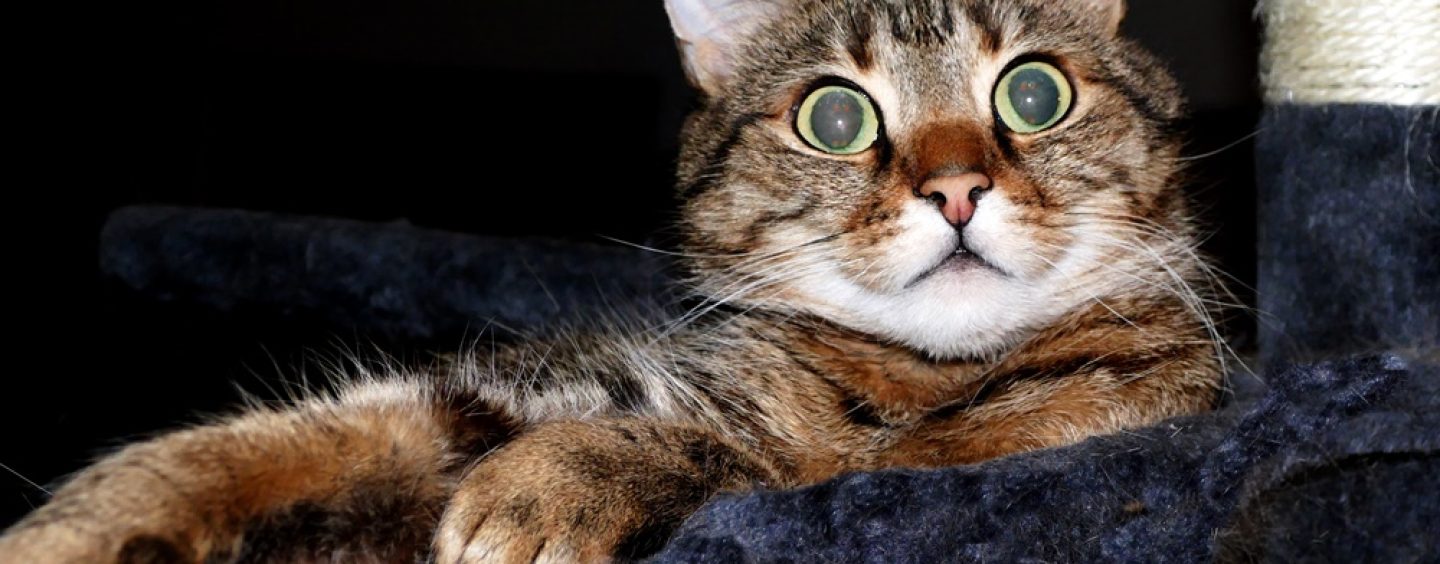Weltkatzentag: Verbrauchertipps zu Hauskatzen
