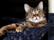 Weltkatzentag: Verbrauchertipps zu Hauskatzen