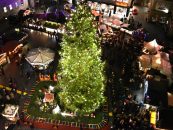 Stadt Halle sucht Weihnachtsbaum