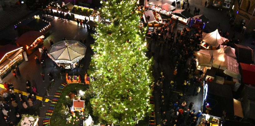 Stadt Halle sucht Weihnachtsbaum
