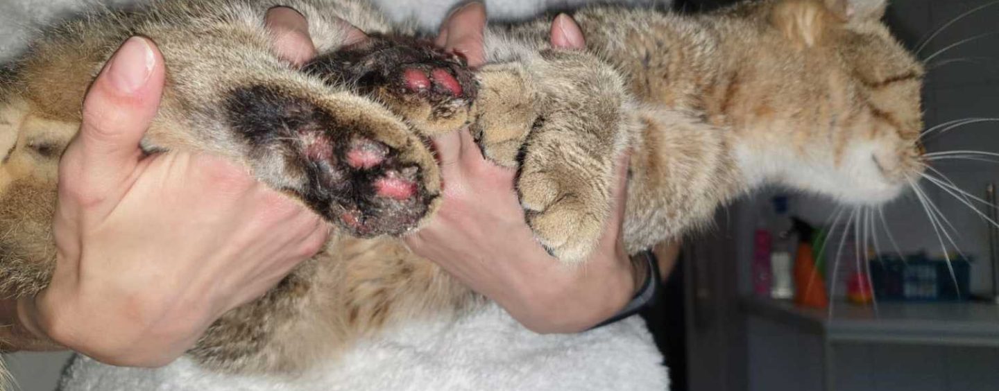 Katze mit Böllern gequält – PETA setzt 1000 Euro Belohnung für Hinweise aus