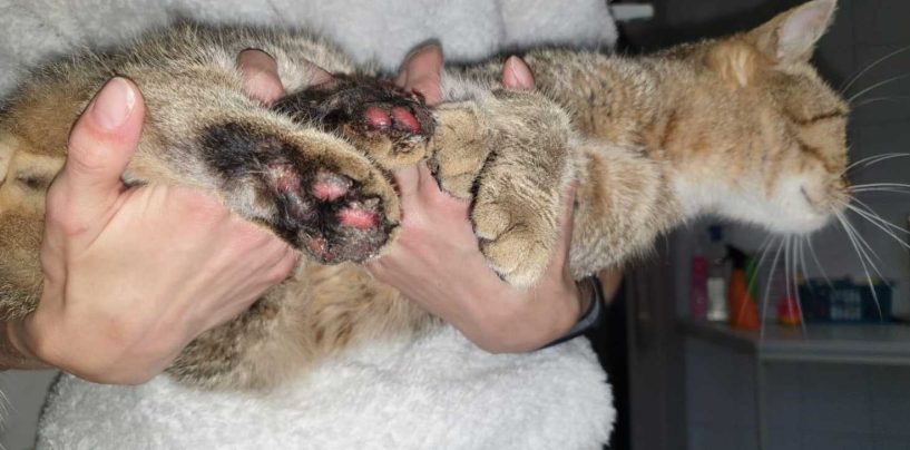 Katze mit Böllern gequält – PETA setzt 1000 Euro Belohnung für Hinweise aus