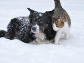Tierische Winterfreude auf vier Beinen  die richtige Wintervorbereitung für Tiere!