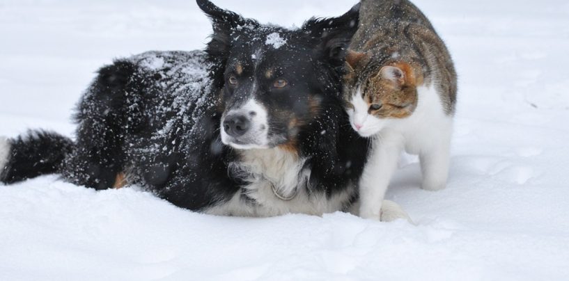 Tierische Winterfreude auf vier Beinen  die richtige Wintervorbereitung für Tiere!
