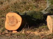 Kritik an Fällung nicht erkrankter Bäume am Merse-Center