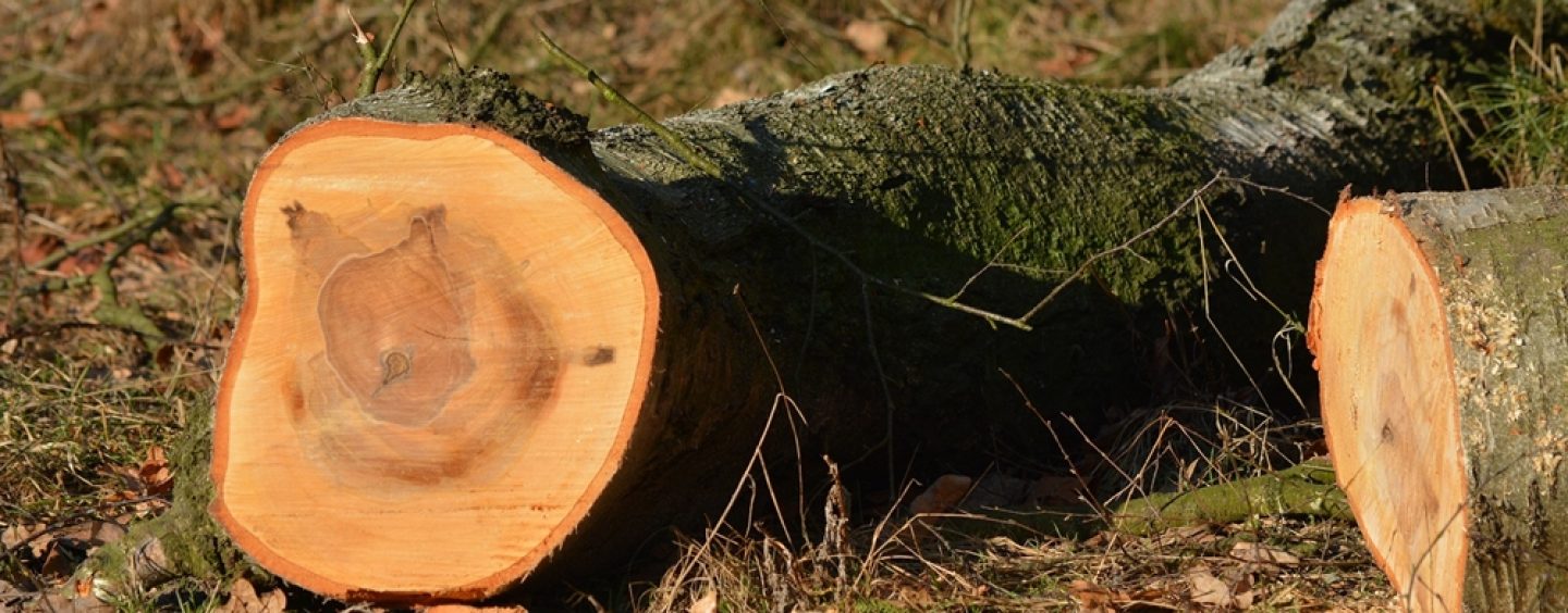 Bessere Öffentlichkeitsarbeit bei Baumfällungen und Baumpflanzungen von Grünen Stadtratsfraktion gefordert