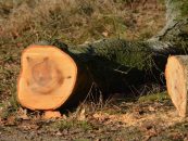 Bessere Öffentlichkeitsarbeit bei Baumfällungen und Baumpflanzungen von Grünen Stadtratsfraktion gefordert