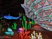 Gibt es eine dritte Auflage? – Magische Lichterwelten im Zoo Halle enden mit Besucherrekord
