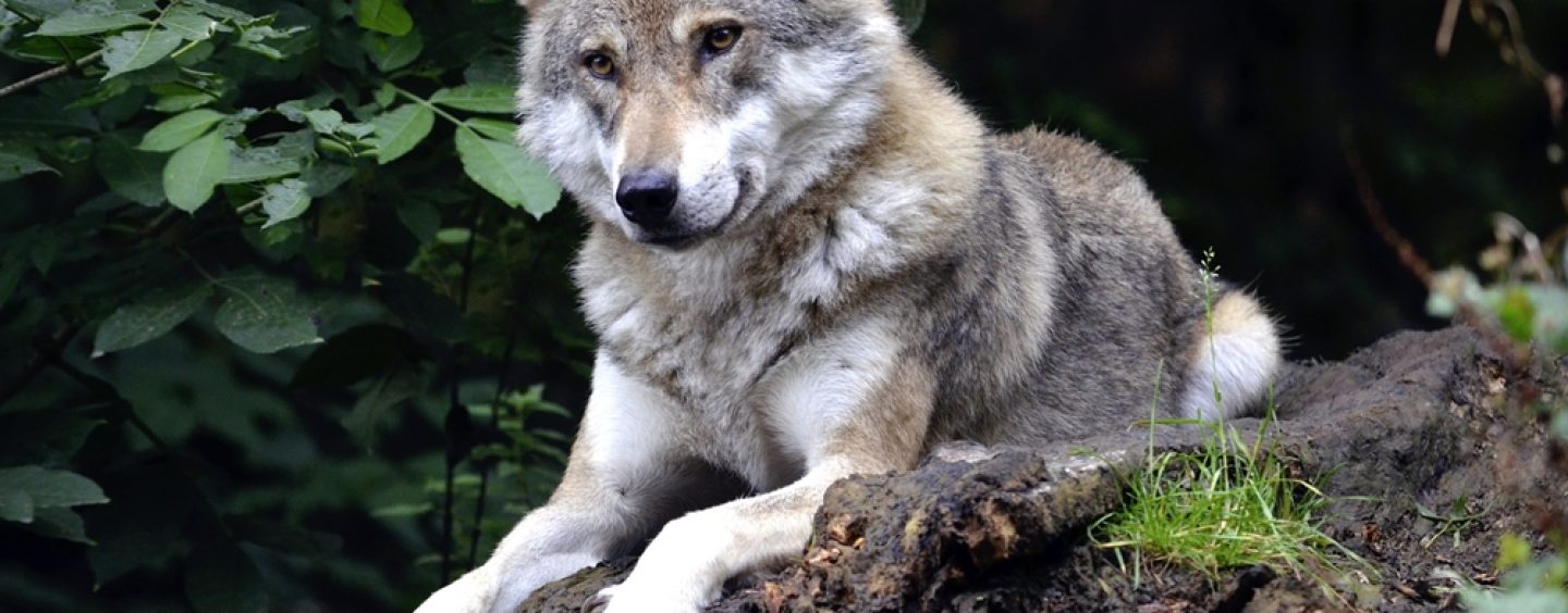 Der Wolf gehört zur Fauna in Deutschland