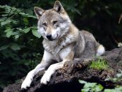 Der Wolf gehört zur Fauna in Deutschland