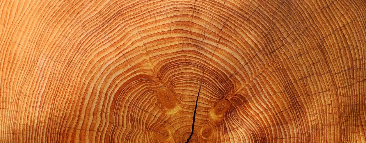 MDF, Vollholz und Tischlerplatte – Die wichtigsten Holzwerkstoffe im Überblick