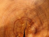 MDF, Vollholz und Tischlerplatte – Die wichtigsten Holzwerkstoffe im Überblick