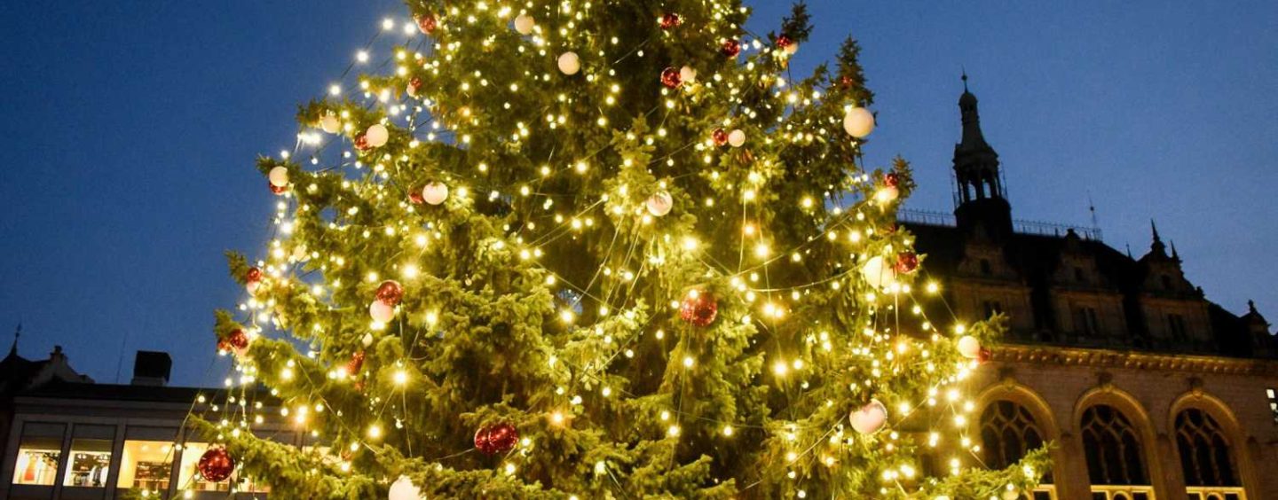 Stadt Halle sucht Weihnachtsbäume