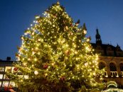 Stadt Halle sucht Weihnachtsbäume