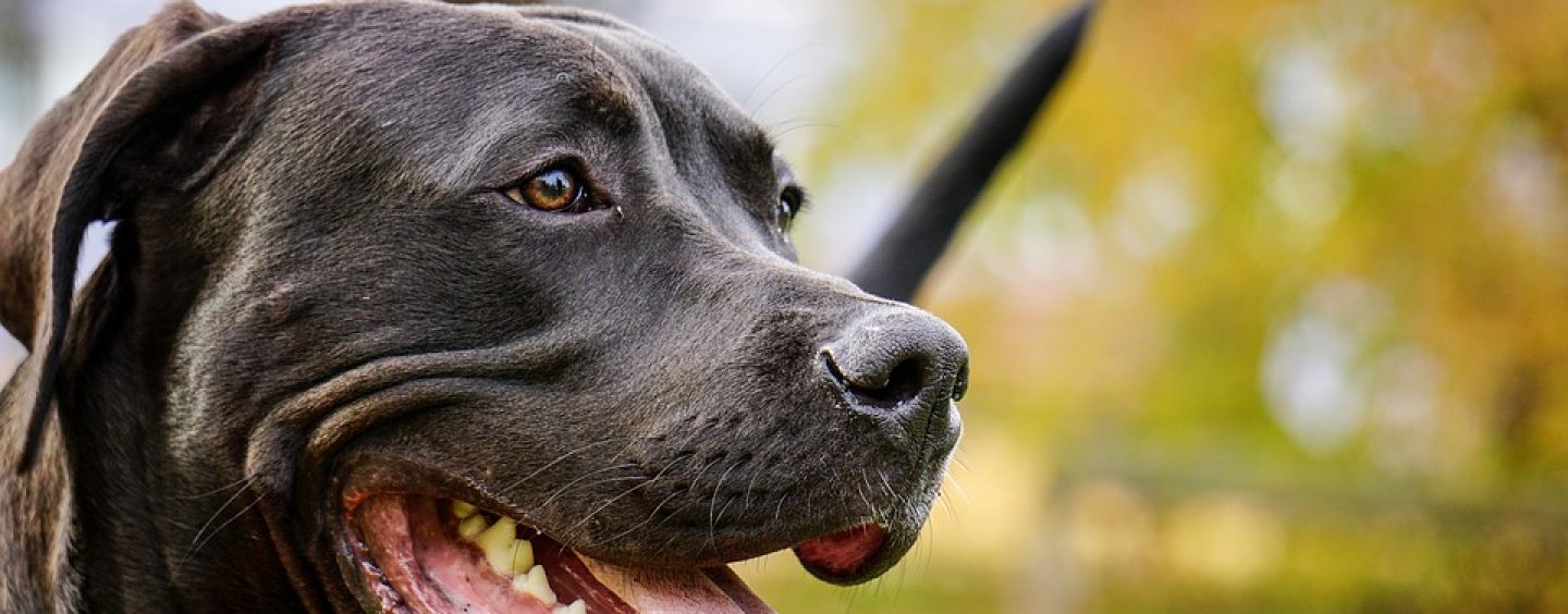 FDP fordert Abschaffung der Hundesteuer