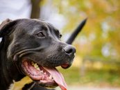 FDP fordert Abschaffung der Hundesteuer