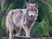 Forderung – Klar definierte Ziele beim Umgang mit dem Wolf