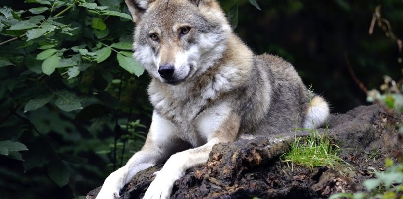 Frank Sitta (FDP): “Wir brauchen echte Problemlösungen zum Thema Wolf”