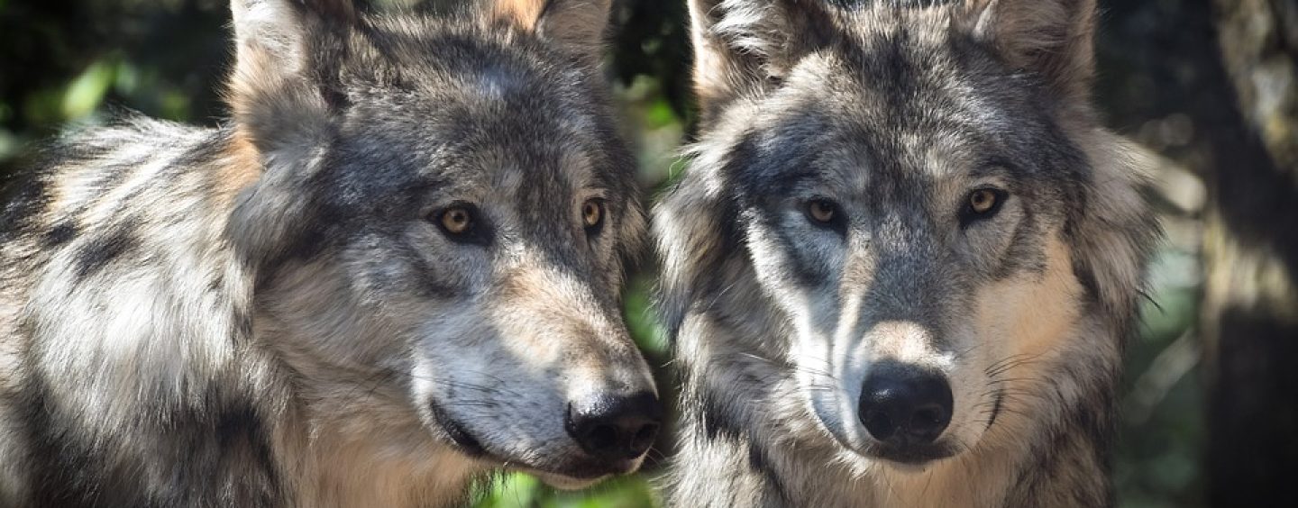 Jagd auf den Wolf wird durch Bundesentscheidung erleichtert