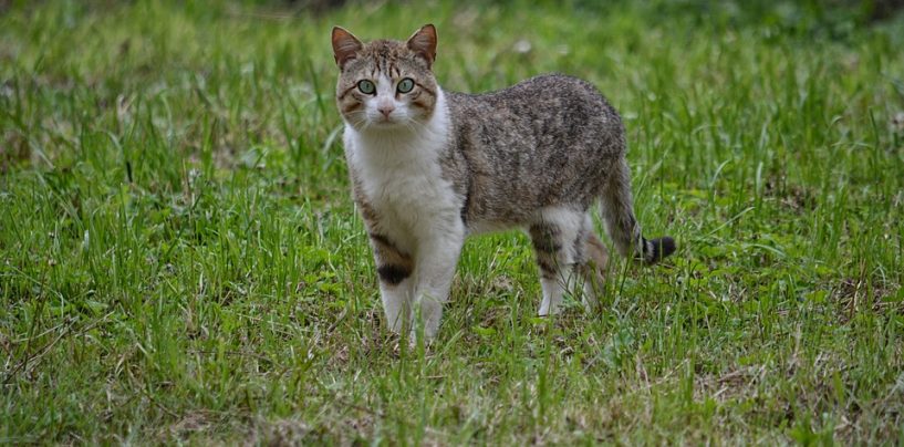 Tierleid von freilebenden Katzen verringern