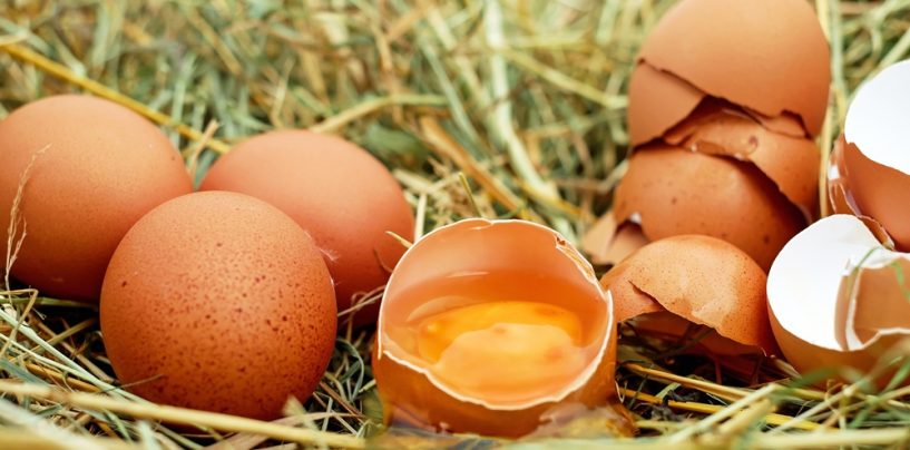 Solarium für Hühner? Wie sich der Vitamin-D-Gehalt von Eiern erhöhen lässt