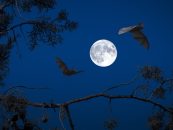 Batnight  Lange Nacht der Fledermaus in der Arche Nebra