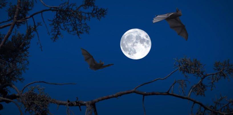Batnight  Lange Nacht der Fledermaus in der Arche Nebra