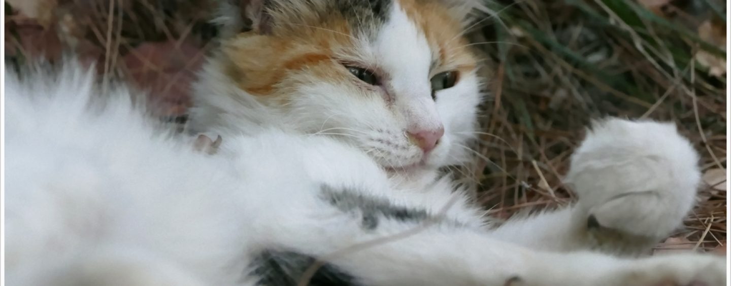 Weltkatzentag – Verbrauchertipps zu Hauskatzen