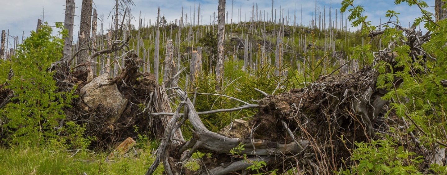 Den deutschen Wald retten  Borkenkäferplage: Amtshilfe durch Bundeswehr
