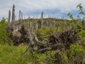 Den deutschen Wald retten  Borkenkäferplage: Amtshilfe durch Bundeswehr