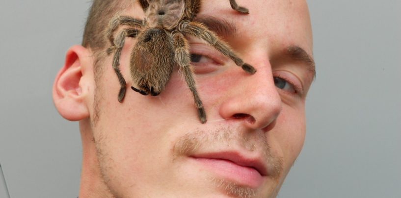 Insectophobie Riesen-Spinnen & Insekten-Ausstellung im K&K