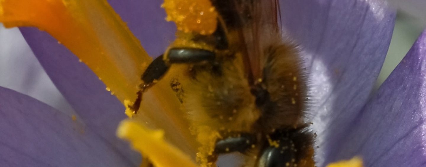 Öffentliches Schauschleudern und Infoveranstaltung Biene