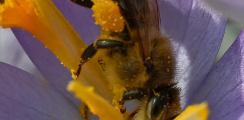 Öffentliches Schauschleudern und Infoveranstaltung Biene